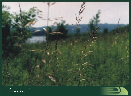 Dunajec