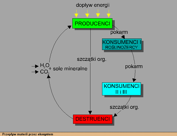 Przepyw materii w ekosystemie